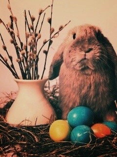 Пасхальный кролик обои