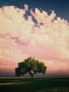 Одинокое дерево обои