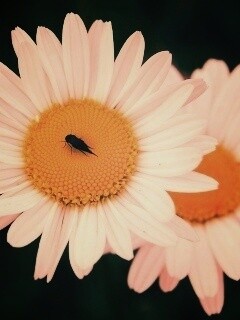 Ромашки обои