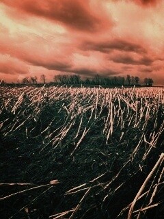 Убранное поле обои