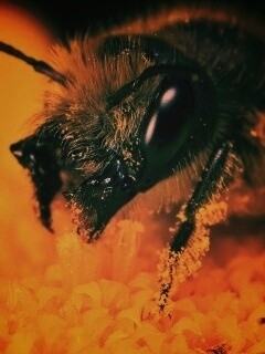 Пчела крупным планом обои