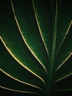 Неоновый лист обои