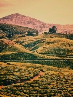 Плантации в Индии обои