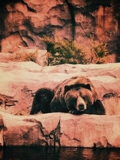 Медведь обои