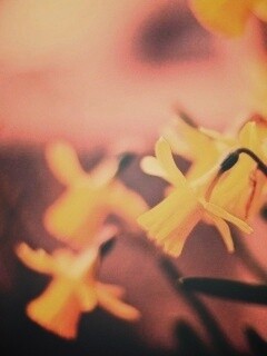 Нарциссы обои