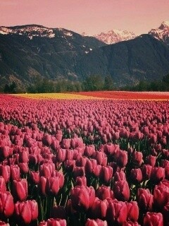 Поле тюльпанов обои