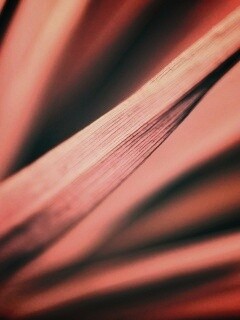 Сухое растение обои