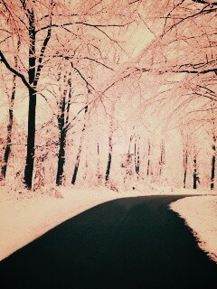 Дорога в зимнем лесу обои