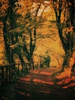 Лесная дорожка обои