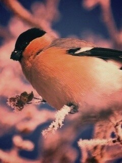Снегирь на ветке обои