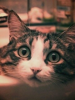 Кошак выглядывает из раковины обои