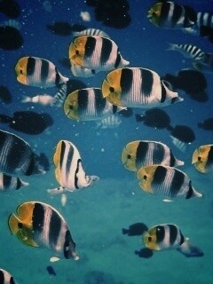 Косяк тропических рыбок обои