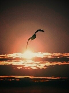 Морская чайка обои