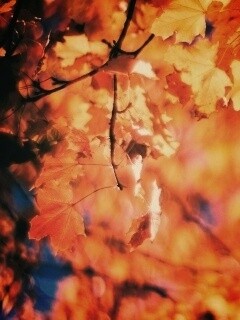 Жёлтые листья обои