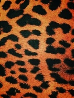 Шкура гепарда обои