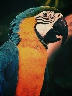 Разноцветынй попугай обои