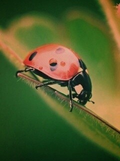 Божья коровка обои