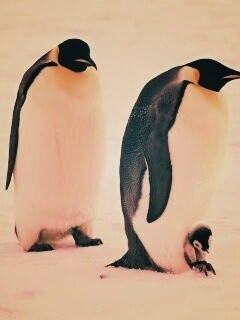 Семья пингвинов обои