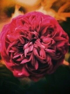 Клевер крупным планом обои