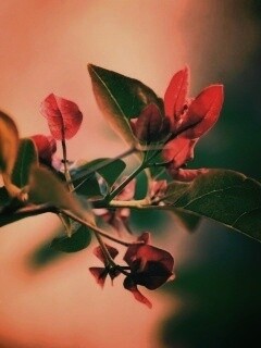 Разноцветные листья обои