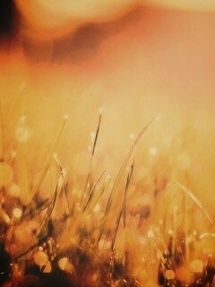 Красивая сочная трава обои