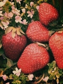 Клубника обои