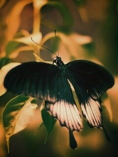Бабочка с чёрно-белыми крыльями обои