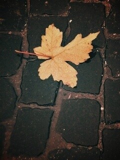 Упавший лист на мостовой обои