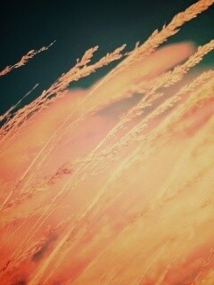 Колосья обои