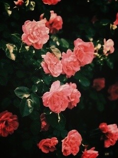 Розовый куст обои