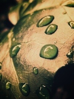 Капли росы на листе обои