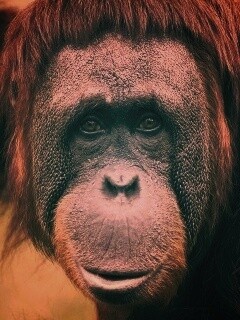Орангутан обои