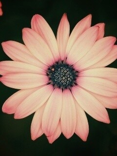 Макро фотография цветка обои