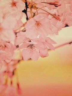 Цветение вишни обои