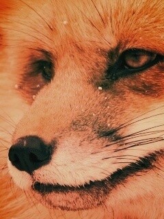 Морда рыжей лисы обои