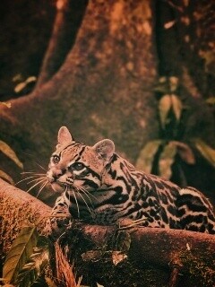 Оцелот обои