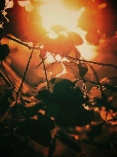 Солнце пробивается сквозь листву обои