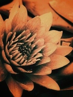 Кувшинка обои