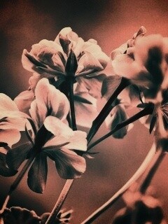 Чёрно-белое фото цветов обои