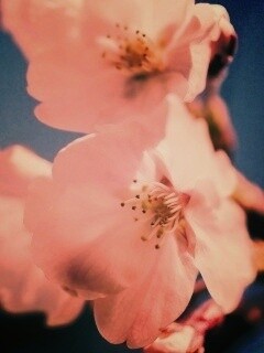 Нежные белые цветы обои