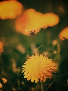Пчёлка пролетает над одуванчиками обои