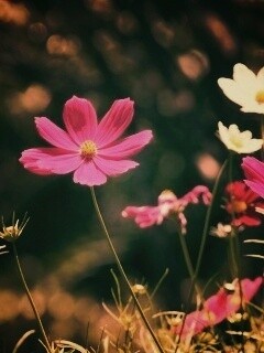 Белые и розовые цветочки обои