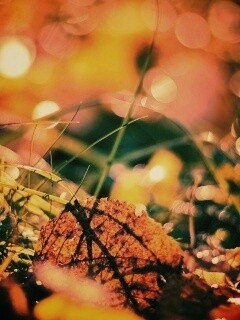 Опавший лист в траве обои