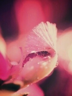 Капли на лиловом цветке обои