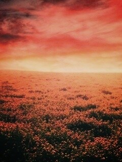 Закатное небо над цветочным полем обои