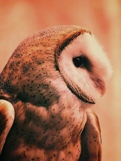 Сипуха обои