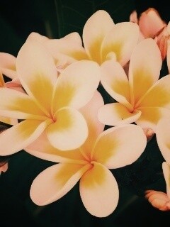 Прекрасные цветы обои