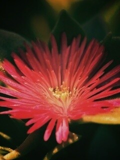 Чудесный цветок обои