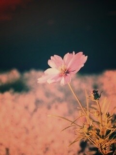 Полевой цветок обои