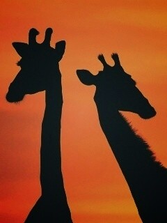 Три силуэта жирафов на фоне неба обои